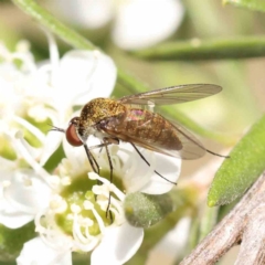 Geron sp. (genus) at Black Mountain - 13 Dec 2023