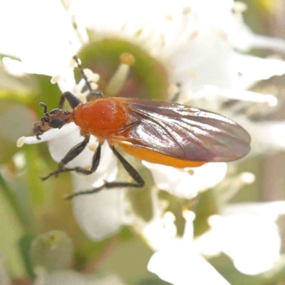 Bibio imitator (Garden maggot) at Black Mountain - 13 Dec 2023 by ConBoekel