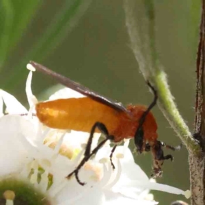 Bibio imitator at Black Mountain - 13 Dec 2023 09:26 AM