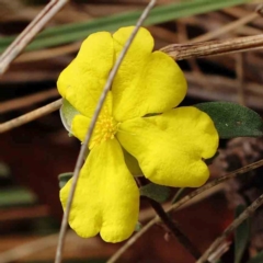 Hibbertia obtusifolia (Grey Guinea-flower) at Caladenia Forest, O'Connor - 13 Dec 2023 by ConBoekel