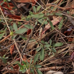 Hibbertia obtusifolia at Caladenia Forest, O'Connor - 13 Dec 2023