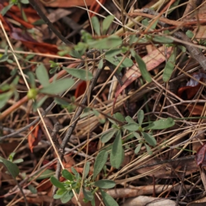 Hibbertia obtusifolia at Caladenia Forest, O'Connor - 13 Dec 2023 08:58 AM