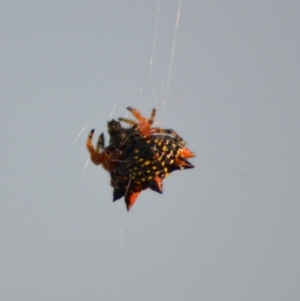 Austracantha minax at Yass River, NSW - suppressed