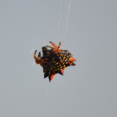 Austracantha minax (Christmas Spider, Jewel Spider) at Yass River, NSW - 3 Jan 2024 by 120Acres