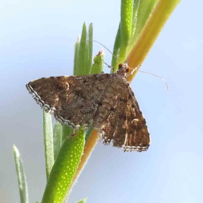 Metasia capnochroa (Smokey Metasia Moth) at Black Mountain - 12 Dec 2023 by ConBoekel