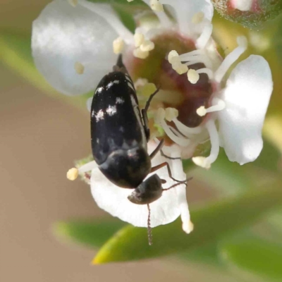 Mordella sp. (genus) (Pintail or tumbling flower beetle) at Acton, ACT - 12 Dec 2023 by ConBoekel
