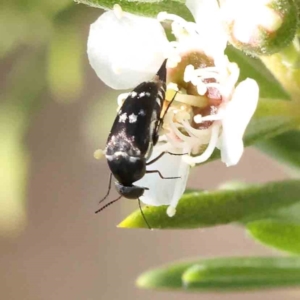 Mordella sp. (genus) at Black Mountain - 13 Dec 2023