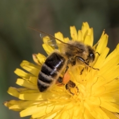 Apis mellifera (European honey bee) at Croke Place Grassland (CPG) - 19 Jan 2024 by kasiaaus