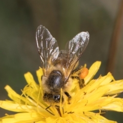 Apis mellifera at McKellar, ACT - 19 Jan 2024