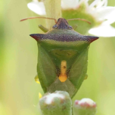 Cuspicona thoracica (Shield bug) at Acton, ACT - 12 Dec 2023 by ConBoekel