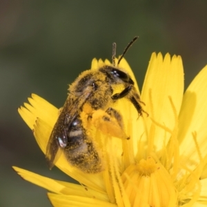 Lasioglossum (Chilalictus) sp. (genus & subgenus) at McKellar, ACT - 19 Jan 2024 11:26 AM