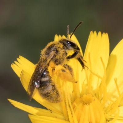 Lasioglossum (Chilalictus) sp. (genus & subgenus) (Halictid bee) at McKellar, ACT - 19 Jan 2024 by kasiaaus