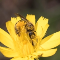 Lasioglossum (Chilalictus) sp. (genus & subgenus) at McKellar, ACT - 19 Jan 2024 11:26 AM