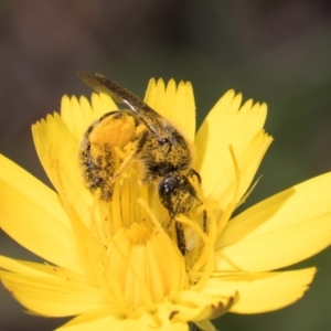 Lasioglossum (Chilalictus) sp. (genus & subgenus) at Croke Place Grassland (CPG) - 19 Jan 2024