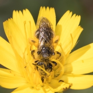 Lasioglossum (Chilalictus) sp. (genus & subgenus) at McKellar, ACT - 19 Jan 2024 11:26 AM