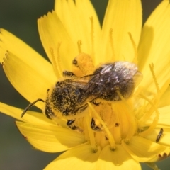 Lasioglossum (Chilalictus) sp. (genus & subgenus) at Croke Place Grassland (CPG) - 19 Jan 2024