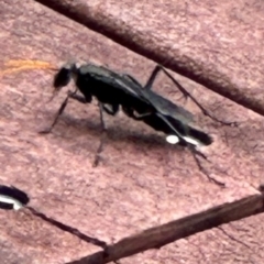 Pompilidae (family) (Unidentified Spider wasp) at Kangaroo Valley, NSW - 20 Jan 2024 by lbradley