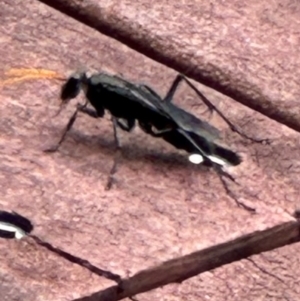 Pompilidae (family) at Kangaroo Valley, NSW - 20 Jan 2024