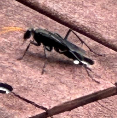 Pompilidae (family) (Unidentified Spider wasp) at Kangaroo Valley, NSW - 20 Jan 2024 by lbradley