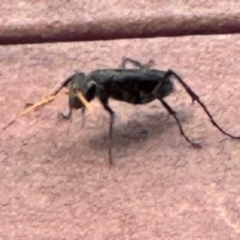 Pompilidae (family) at Kangaroo Valley, NSW - suppressed
