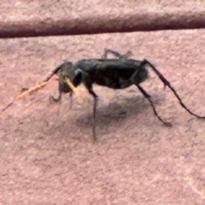 Pompilidae (family) at Kangaroo Valley, NSW - suppressed
