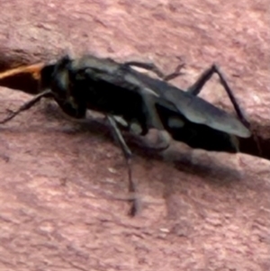Pompilidae (family) at Kangaroo Valley, NSW - suppressed