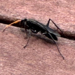 Pompilidae (family) at Kangaroo Valley, NSW - 20 Jan 2024