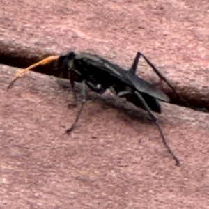 Pompilidae (family) at Kangaroo Valley, NSW - 20 Jan 2024