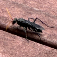 Pompilidae (family) at Kangaroo Valley, NSW - suppressed