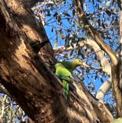 Polytelis swainsonii (Superb Parrot) at Campbell, ACT - 18 Jan 2024 by MargD