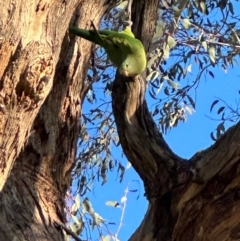 Polytelis swainsonii at Katoomba Park, Campbell - suppressed