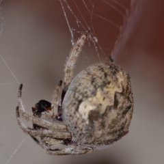 Unidentified Orb-weaving spider (several families) at Yass River, NSW - 26 Jan 2024 by 120Acres