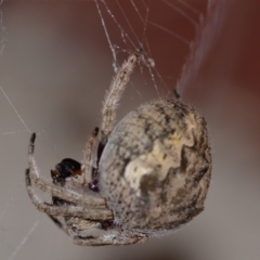 Hortophora sp. (genus) at Yass River, NSW - 26 Jan 2024 by 120Acres