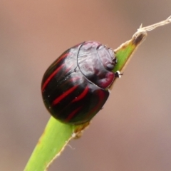 Paropsisterna nigerrima (Leaf beetle, Button beetle) at Colo Vale, NSW - 16 Jan 2024 by Curiosity