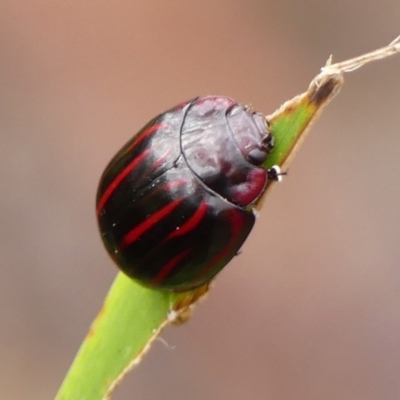 Paropsisterna nigerrima (Leaf beetle, Button beetle) at Colo Vale, NSW - 16 Jan 2024 by Curiosity