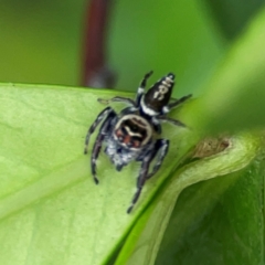 Maratus griseus at Campbelltown, NSW - 20 Jan 2024 by Hejor1