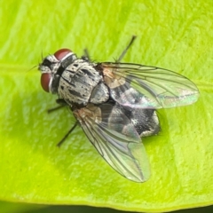 Sarcophagidae sp. (family) at Campbelltown, NSW - 20 Jan 2024 by Hejor1