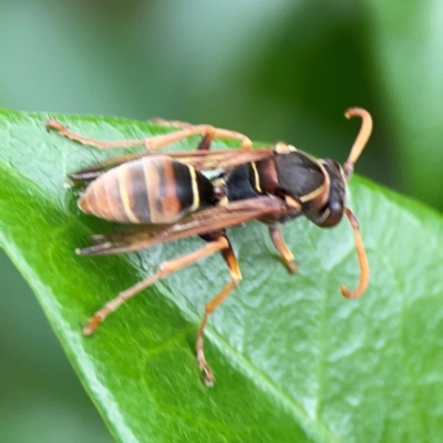 Polistes (Polistella) humilis (Common Paper Wasp) at Campbelltown, NSW - 20 Jan 2024 by Hejor1