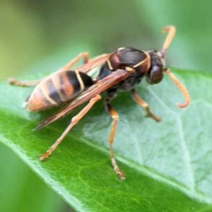 Polistes sp. (genus) at Campbelltown, NSW - 20 Jan 2024 02:05 PM