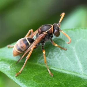 Polistes sp. (genus) at Campbelltown, NSW - 20 Jan 2024 02:05 PM