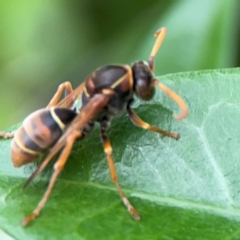 Polistes sp. (genus) at Campbelltown, NSW - 20 Jan 2024 02:05 PM