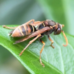 Polistes sp. (genus) at Campbelltown, NSW - 20 Jan 2024 02:05 PM