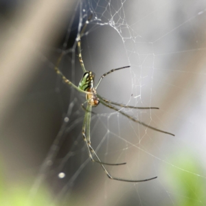 Leucauge dromedaria at Campbelltown, NSW - 20 Jan 2024 02:11 PM
