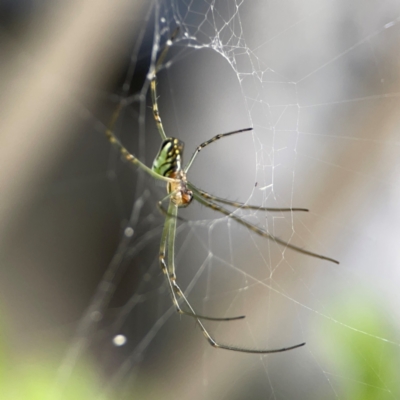 Leucauge dromedaria (Silver dromedary spider) at Campbelltown, NSW - 20 Jan 2024 by Hejor1