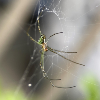 Leucauge dromedaria at Campbelltown, NSW - 20 Jan 2024 by Hejor1