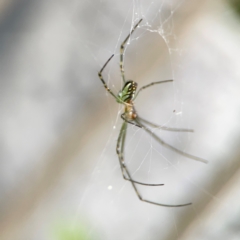 Leucauge dromedaria at Campbelltown, NSW - 20 Jan 2024 02:11 PM