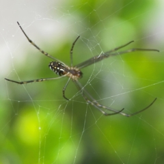 Leucauge dromedaria at Campbelltown, NSW - 20 Jan 2024 02:11 PM