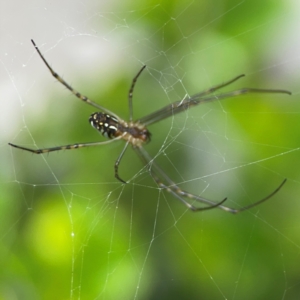 Leucauge dromedaria at Campbelltown, NSW - 20 Jan 2024 02:11 PM