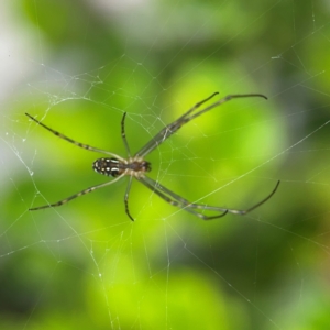 Leucauge dromedaria at Campbelltown, NSW - 20 Jan 2024 02:11 PM