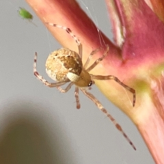 Cryptachaea veruculata (Diamondback comb-footed spider) at Campbelltown, NSW - 20 Jan 2024 by Hejor1